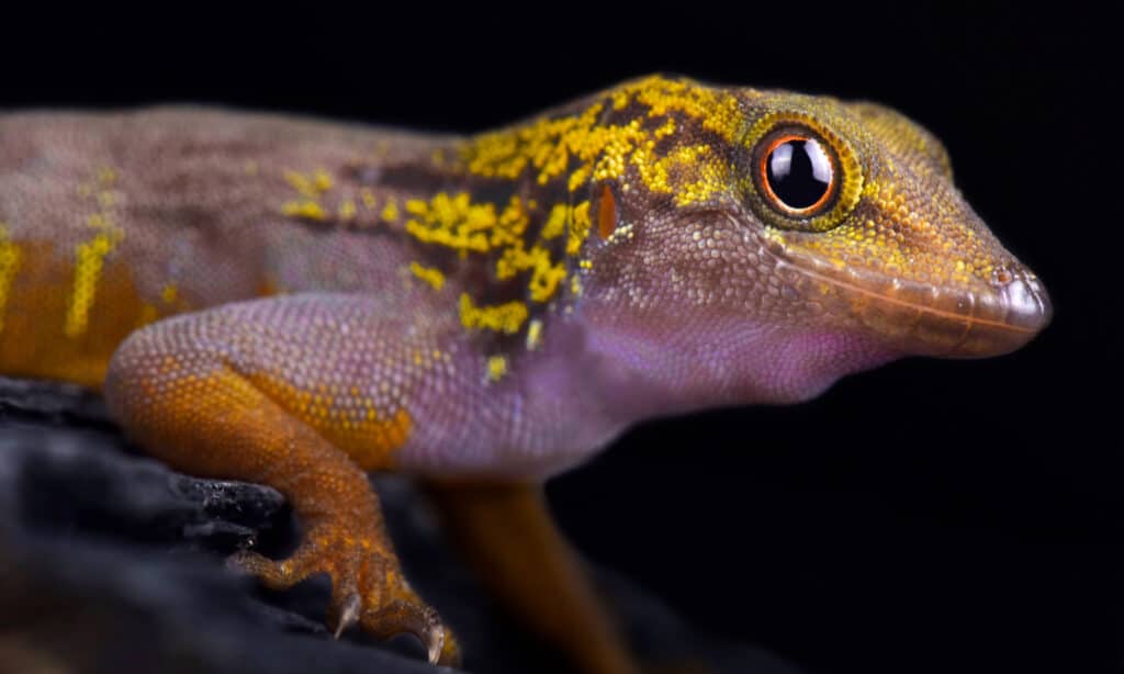 Psychedelic rock gecko