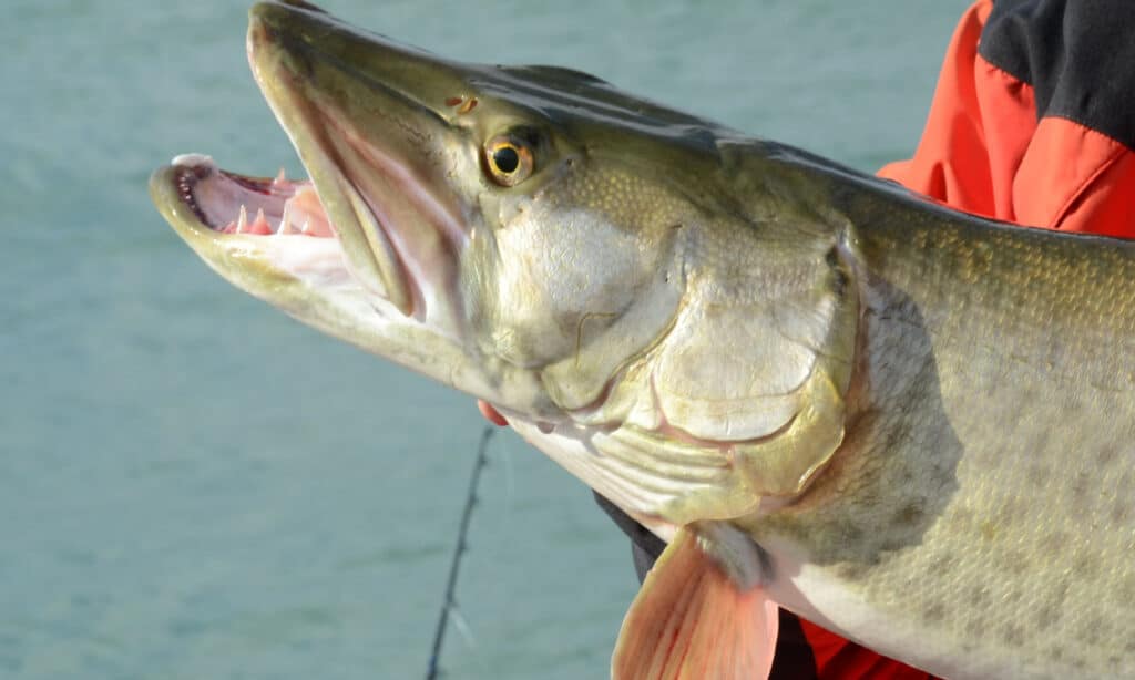 Quái vật sông: Khám phá loài cá lớn nhất ở sông Potomac