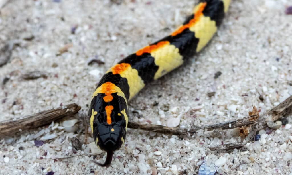 Spotted Harlequin Snake (Homoroselaps lacteus)