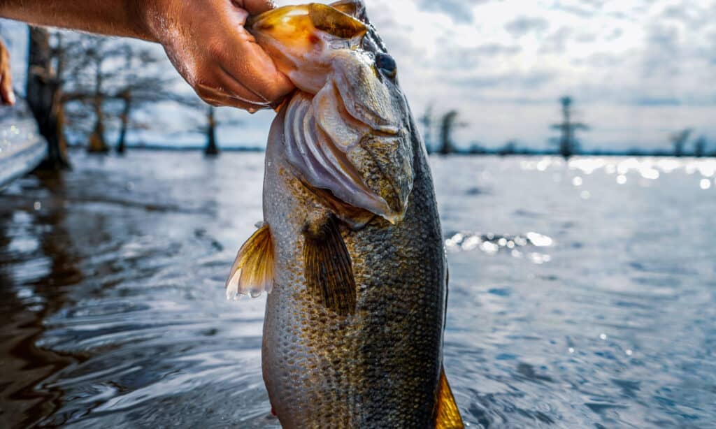 Lifting huge largemouth bass out of lake.