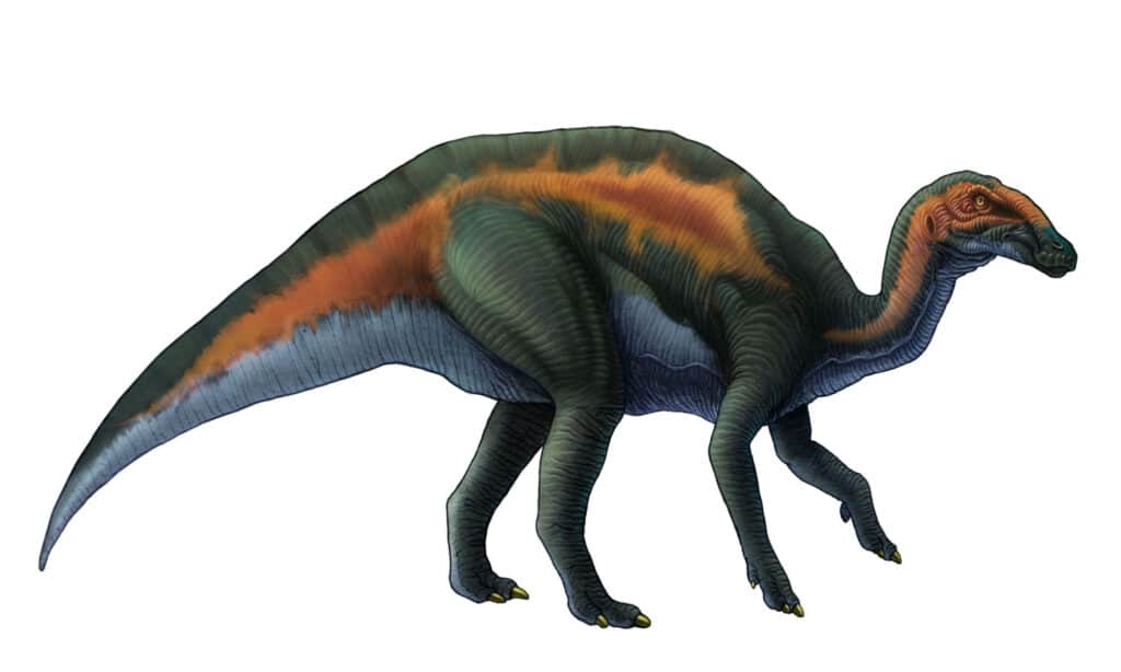 Hadrosaurs were gentle giants.