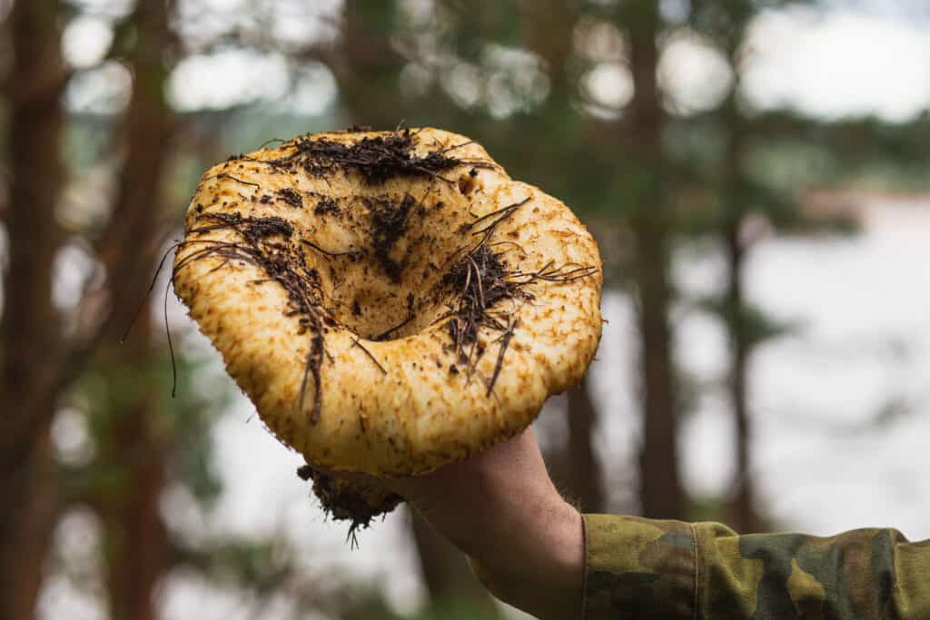 Large Mushroom 