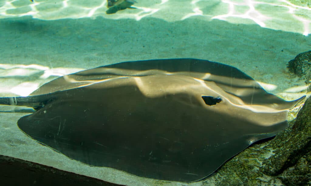 Mekong giant freshwater stingray (Urogymnus polylepis)