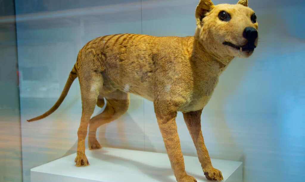 Tasmanian tigers were small but not fierce predators. Then they