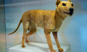 10 Incredible Tasmanian Tiger Facts Picture