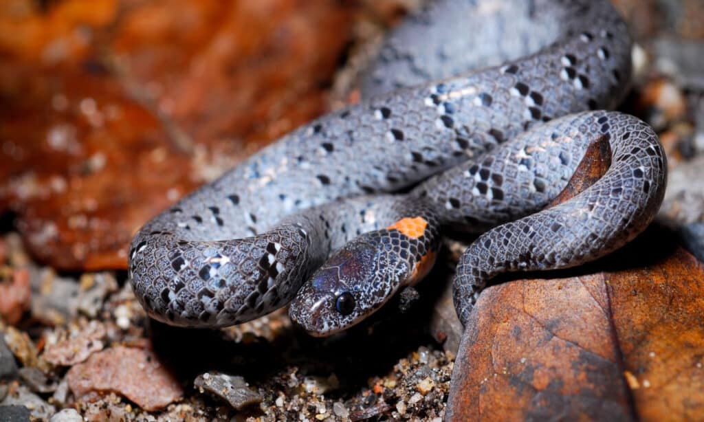 White-spotted slug snake (Pareas margaritophorus)