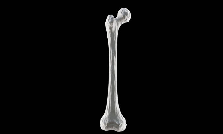 femur