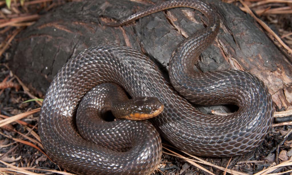 Glossy Swampsnake