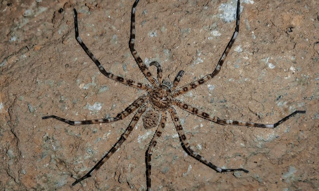 Meet 5 of the Biggest Spiders in the World