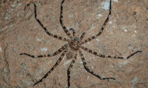 Incredible But True: How Scientists Discovered the World’s Largest Spider (Bigger than a Human Head!) Picture