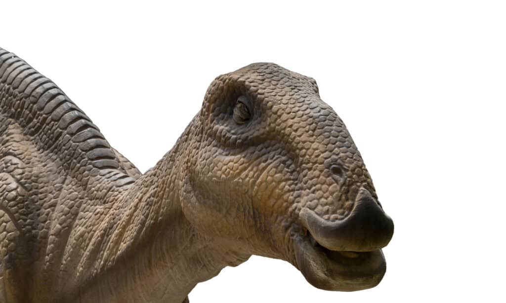 hadrosaurus 2