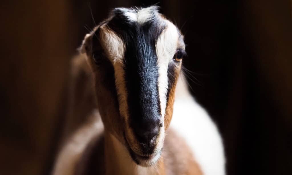 American Lamancha goat