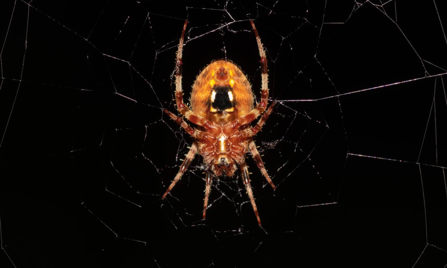 10 Spiders in West Virginia Wiki Point