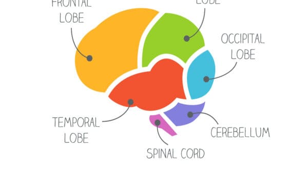 What's the Largest Part of The Brain? - A-Z Animals