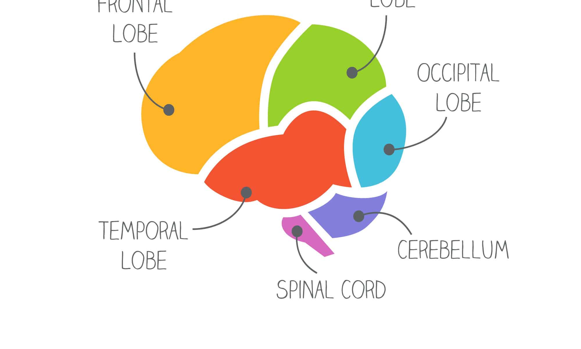 what-s-the-largest-part-of-the-brain-az-animals