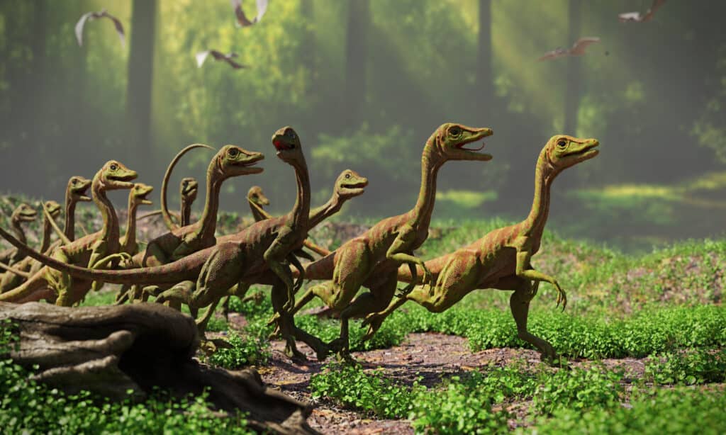 One of the smartest dinosaurs was compsognathus