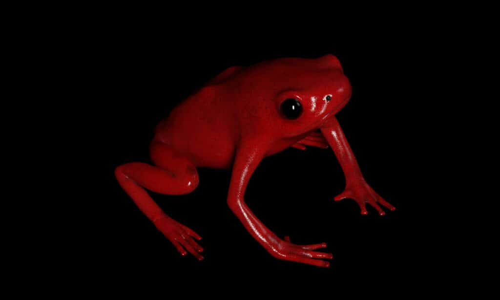 Splendid Poison Frog