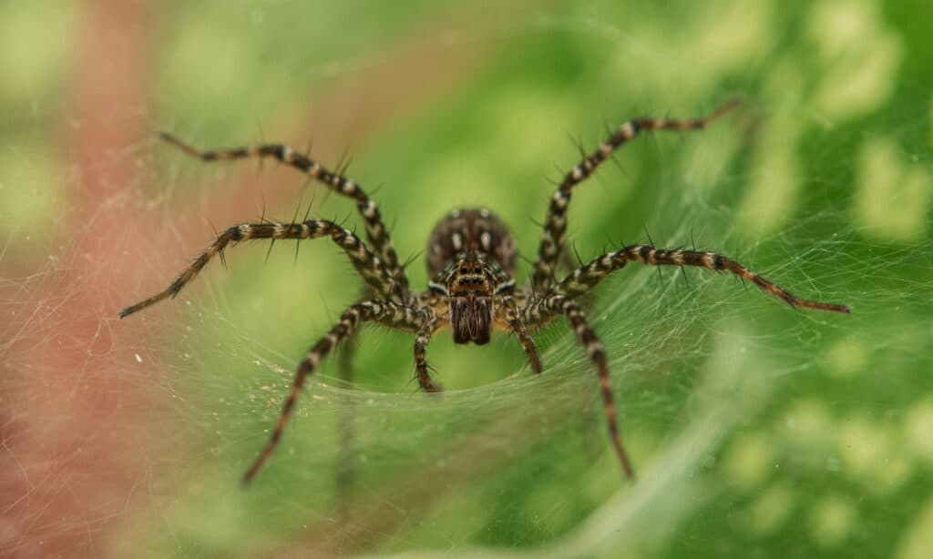 huni web kurt örümceği