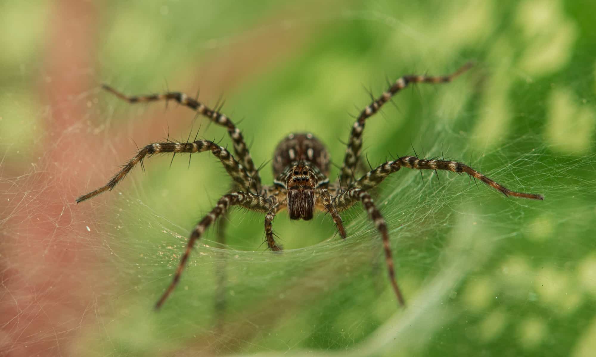 funnel web wolf spider