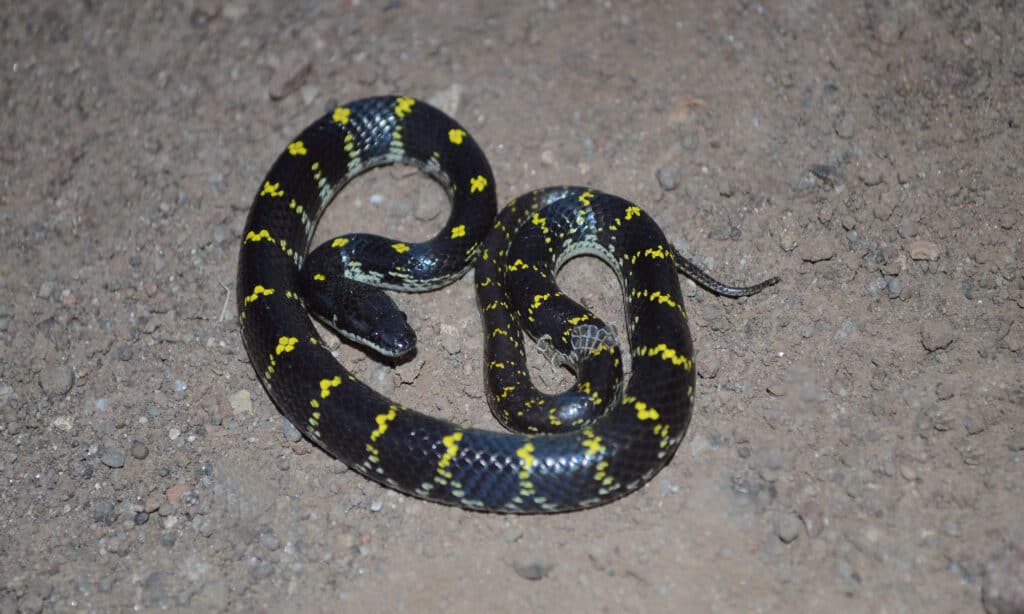  Yellow Spotted Wolf snake