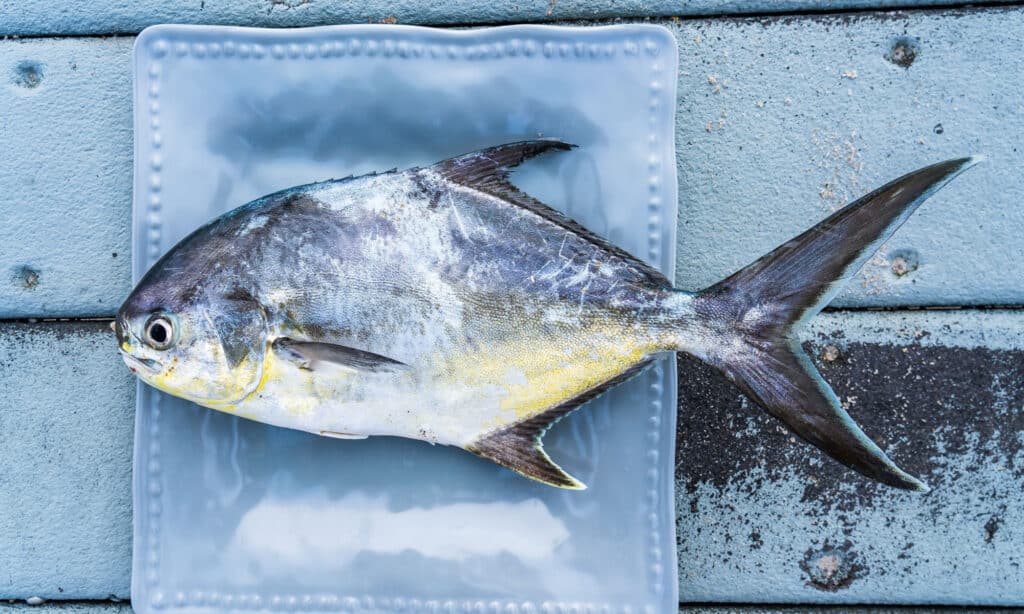yellow pompano fish