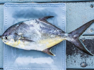 A Pompano Fish