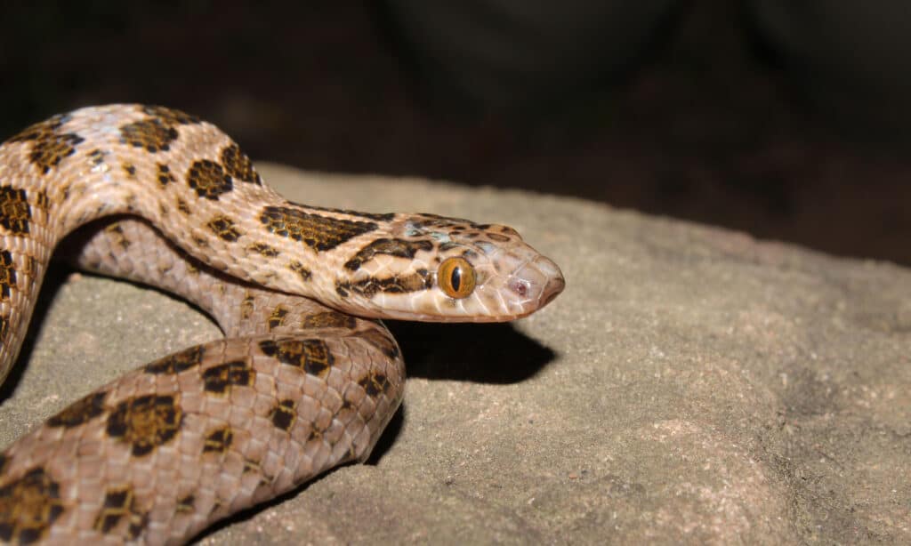 Spotted rock snake