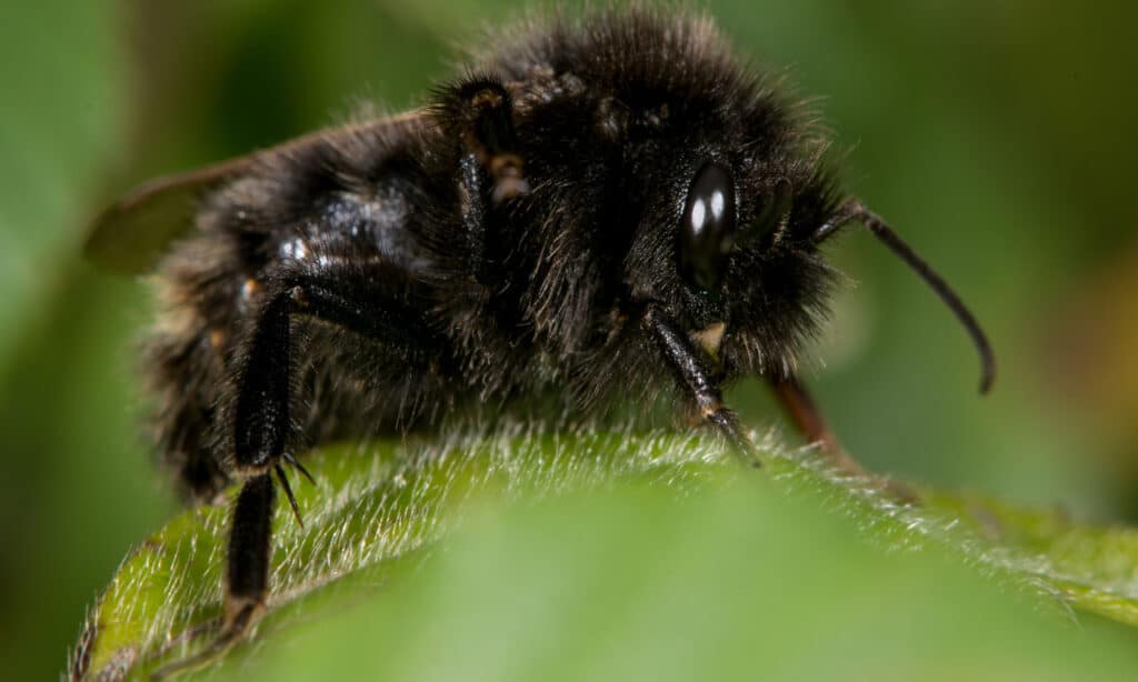 Field cuckoo bee (Bombus campestris)