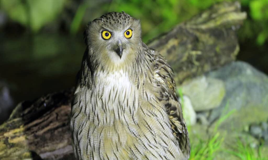 blakistons fish owl