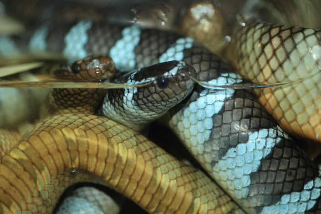 Black-banded sea krait