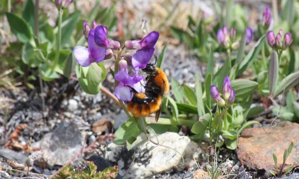 Bombus Dahlbomii