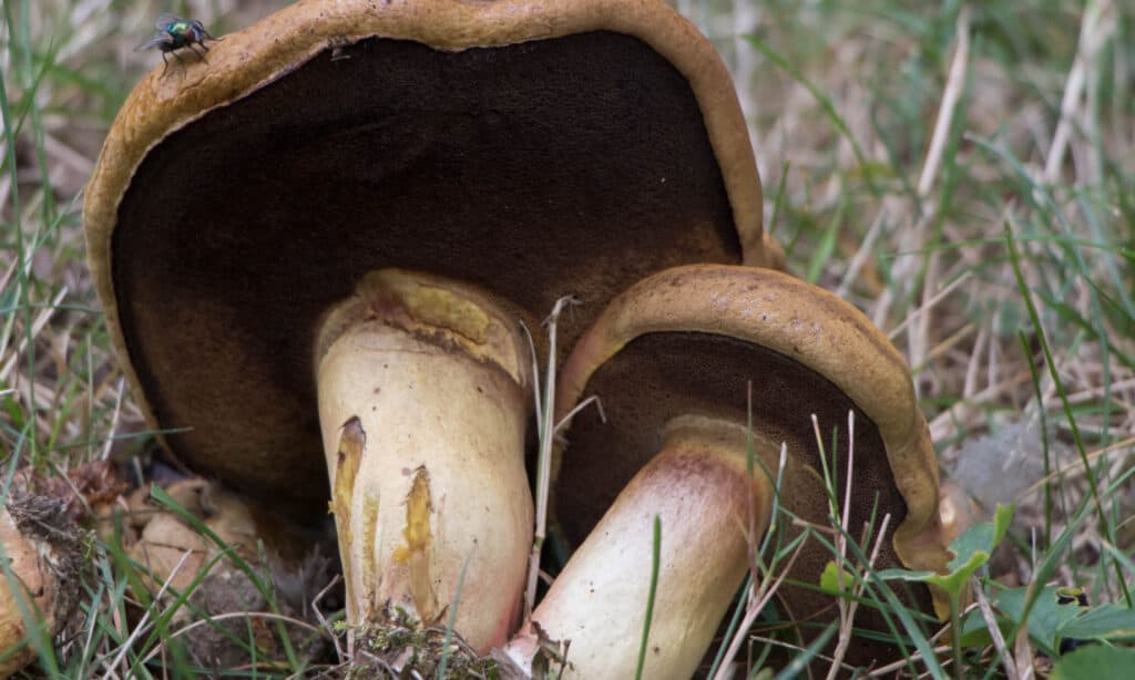 Types Of Mushrooms