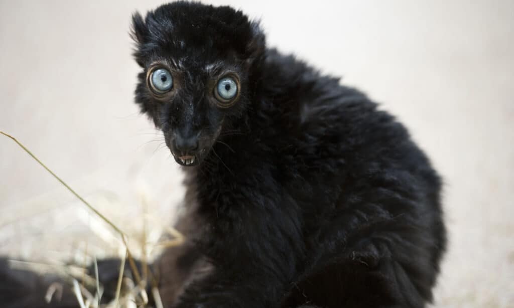 blue eyed black lemur