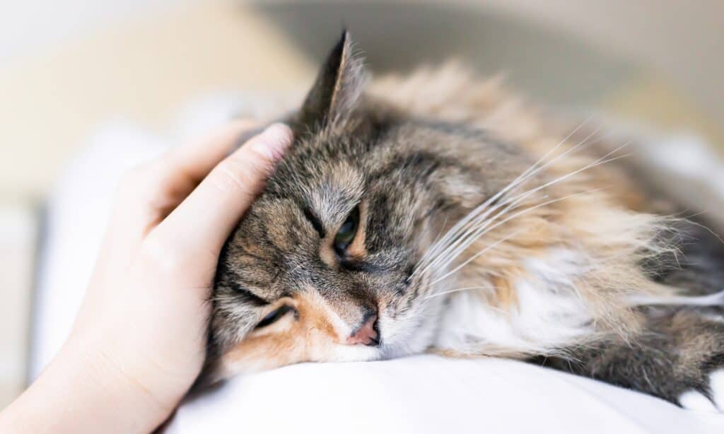 cats may accidentally ingest poison
