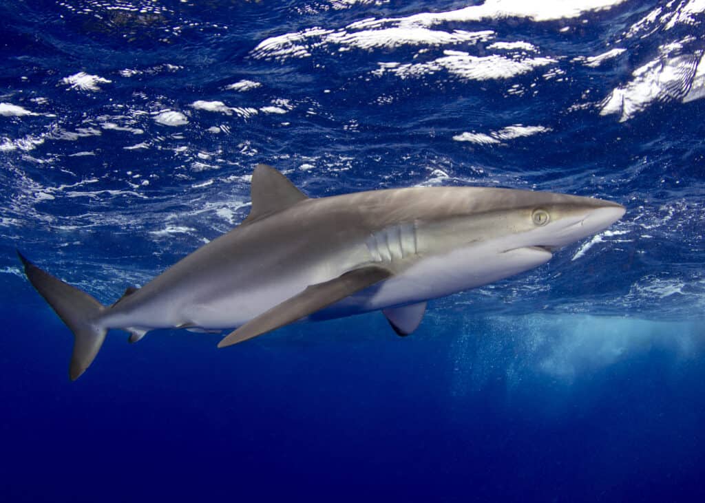 Silky shark swimming in the Bahamas