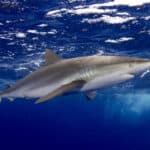 Silky shark