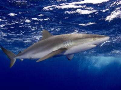 A Silky Shark