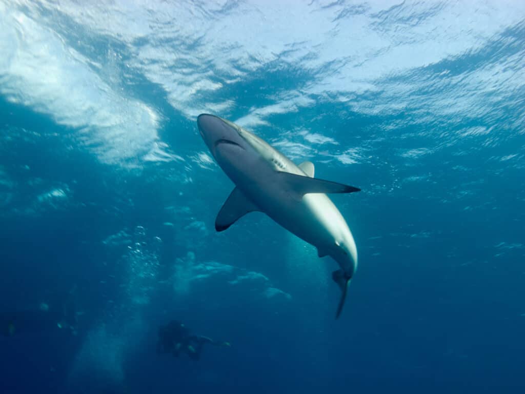 Requin soyeux découvert à Cuba