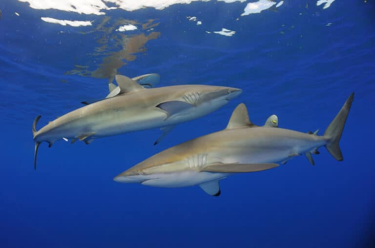 Silky sharks found over the edge of the continental shelf