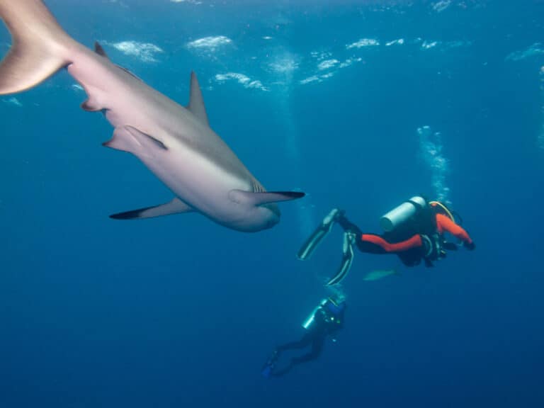 Female Silky Shark with diver