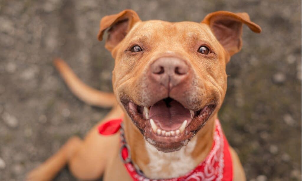 A Pitbull Terrier mix smiling at a camera. 