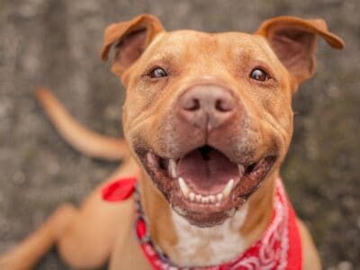 A Pit Bull Quiz – How Well Do You Know Them?