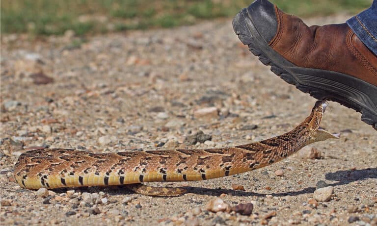 Snake boots