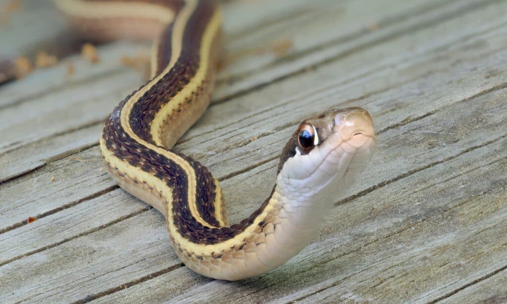 Ribbon snake- brown snakes in Ohio