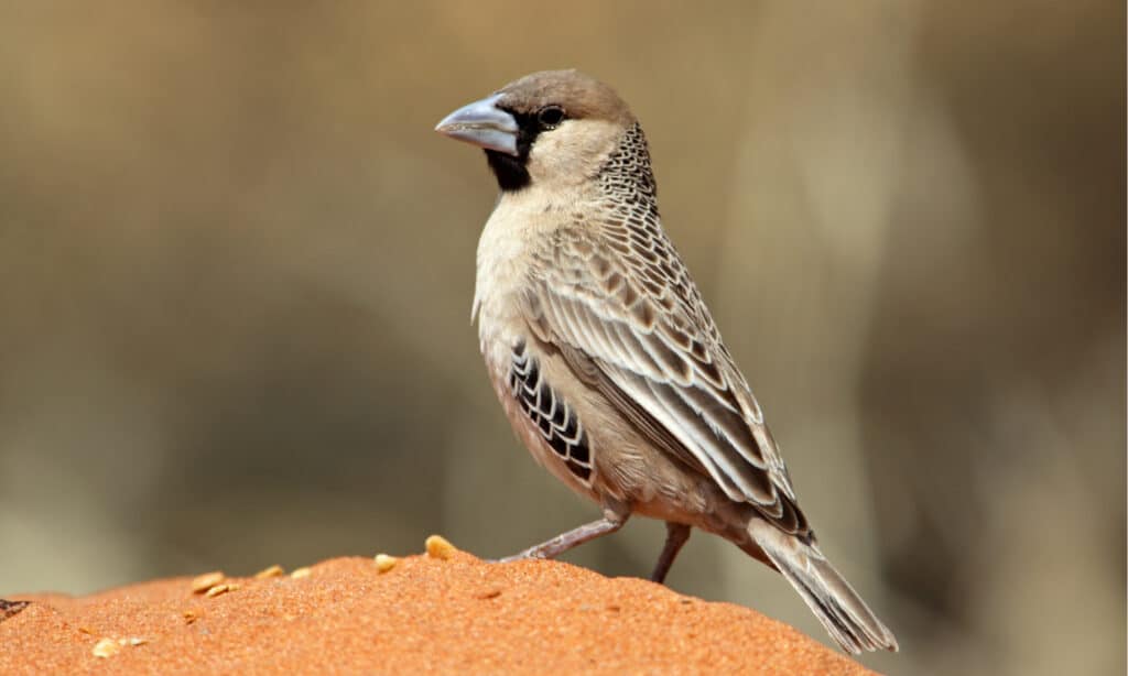 Sociable weaver - builder of the world's largest nest.