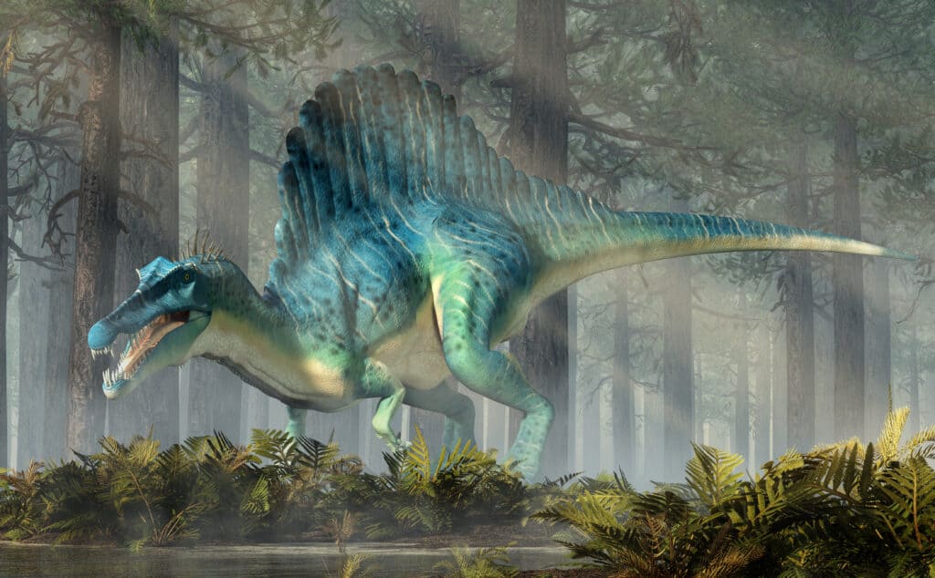 Spinosaurus was the largest theropod