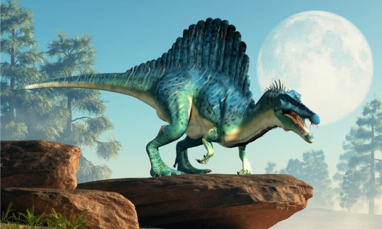 Spinosaurus was semi-aquatic dinosaur from the Cretaceous period.