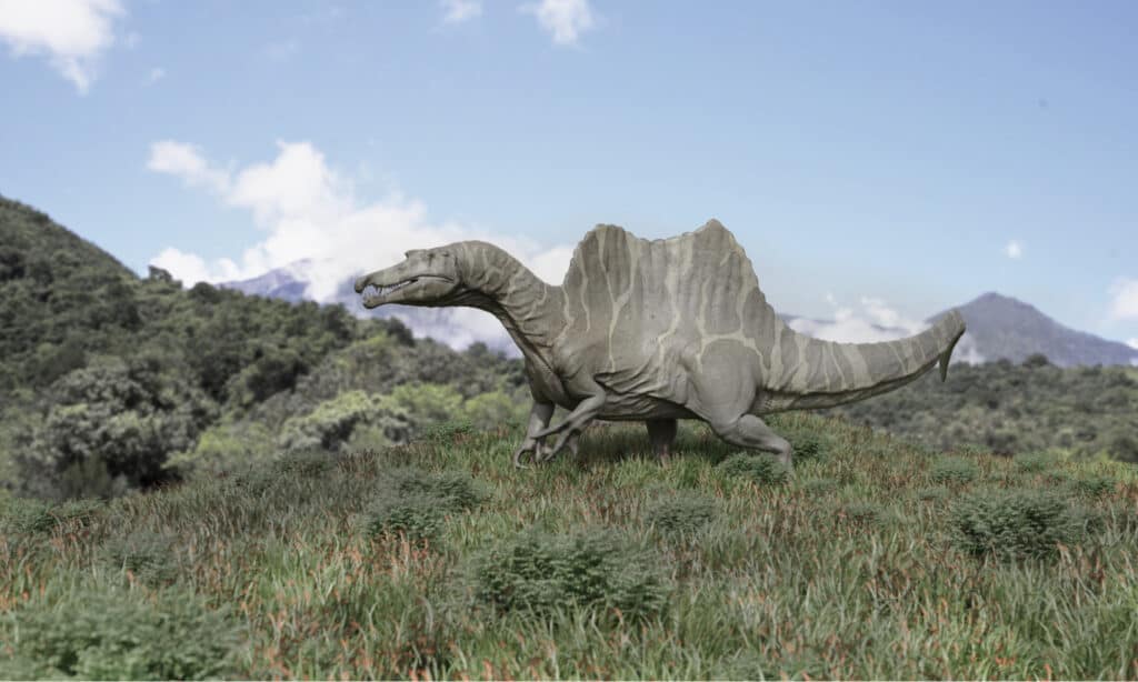 The Spinosaurus was one of the largest carnivorous dinosaurs.