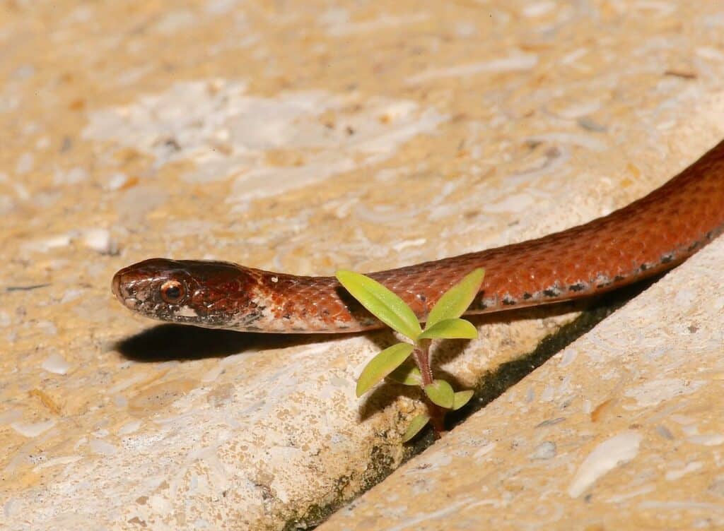 Florida Redbelly Snake