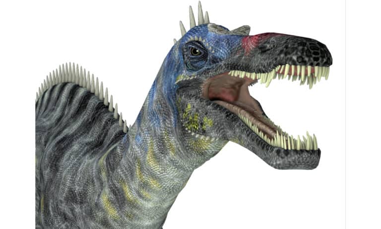 Suchomimus head shot 3D illustration on white background